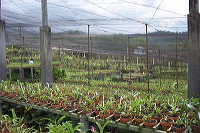 sien-orchid-prigen-_1f87263