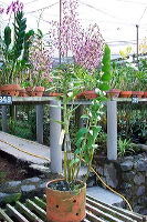 sien-orchid-prigen-_1f87264