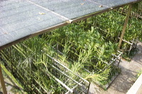 sien-orchid-prigen-_1f8726a