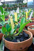 sien-orchid-prigen-_1f8726b
