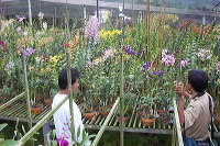 sien-orchid-prigen-_1f8726c