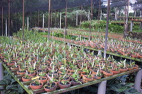 sien-orchid-prigen-_1f8726d