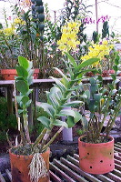 sien-orchid-prigen-_1f87270