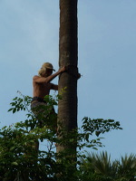 siwalan-tree-01