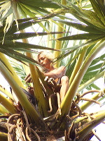 siwalan-tree-02