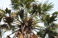 siwalan-tree-03