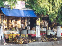 siwalan-tree-04