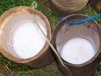 siwalan-tree-05
