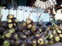 siwalan-tree-06