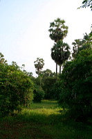 siwalan-tree-07