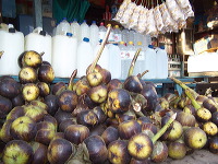 siwalan-tree-08