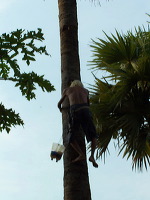 siwalan-tree-09