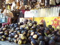 siwalan-tree-11