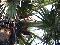 siwalan-tree-12