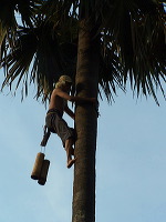 siwalan-tree-14
