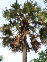 siwalan-tree-16