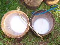 siwalan-tree-17