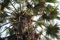 siwalan-tree-20