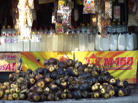 siwalan-tree-21