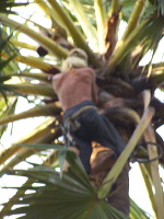 siwalan-tree-22