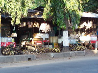 siwalan-tree-23
