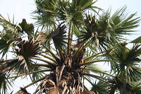 siwalan-tree-26