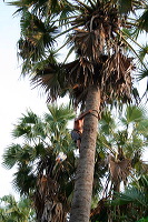 siwalan-tree-27