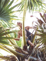 siwalan-tree-28