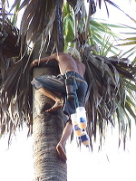siwalan-tree-30