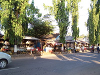 siwalan-tree-31