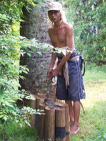 siwalan-tree-33