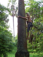siwalan-tree-34