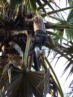 siwalan-tree-35