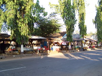 siwalan-tree-38