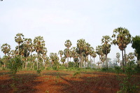 siwalan-tree-39