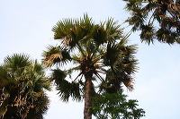 siwalan-tree-40