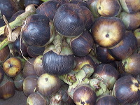 siwalan-tree-41