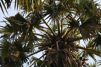 siwalan-tree-42