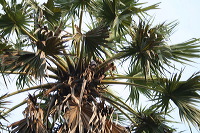 siwalan-tree-44