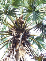 siwalan-tree-45