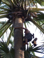 siwalan-tree-46