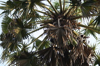 siwalan-tree-48