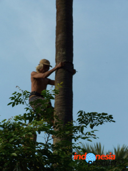 siwalan-tree-01.jpg