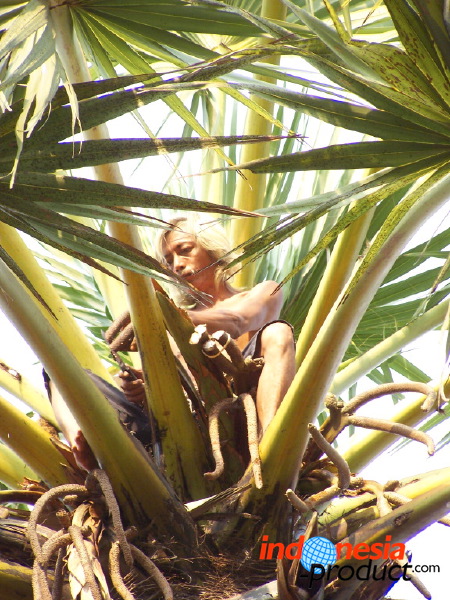 siwalan-tree-02.jpg