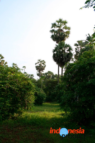 siwalan-tree-07.jpg