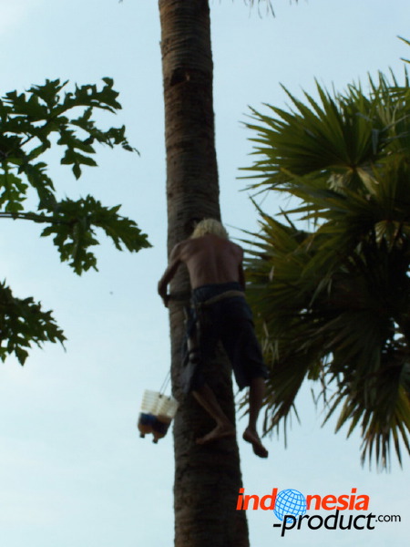 siwalan-tree-09.jpg