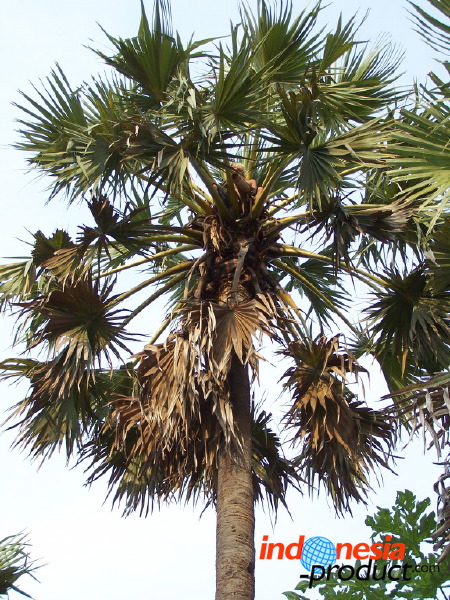 siwalan-tree-16.jpg