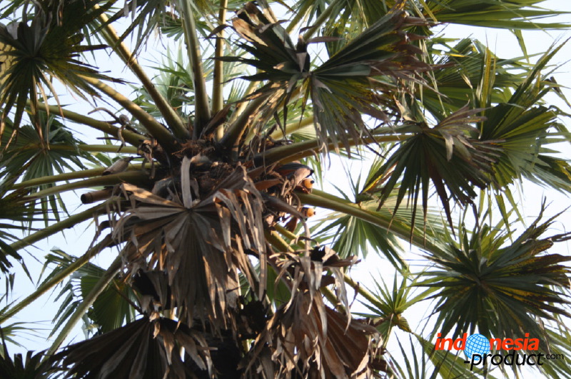 siwalan-tree-20.jpg
