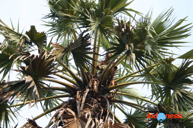 siwalan-tree-26.jpg