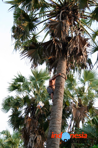 siwalan-tree-27.jpg